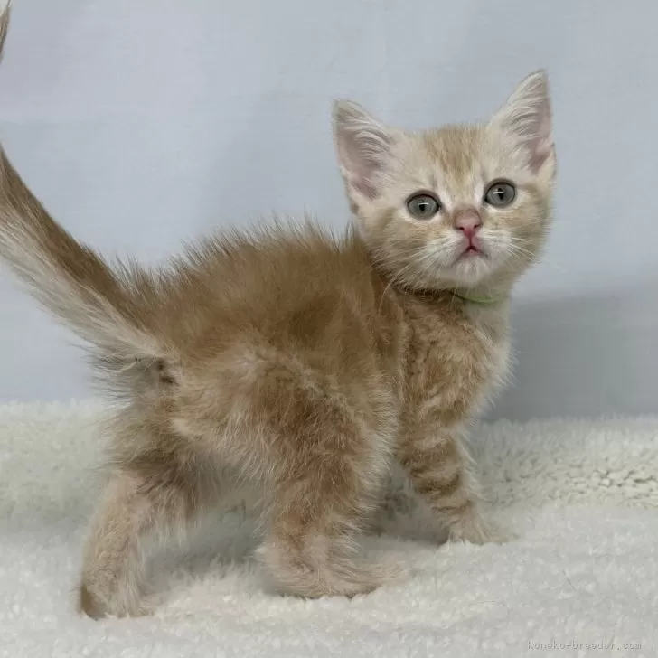ID:2408-00968の子猫