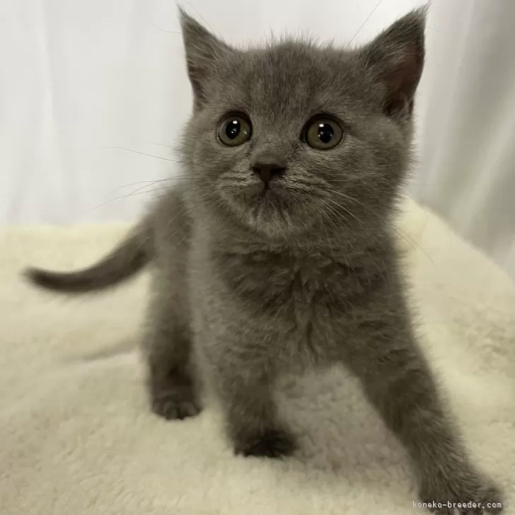 ID：2405-00911の子猫