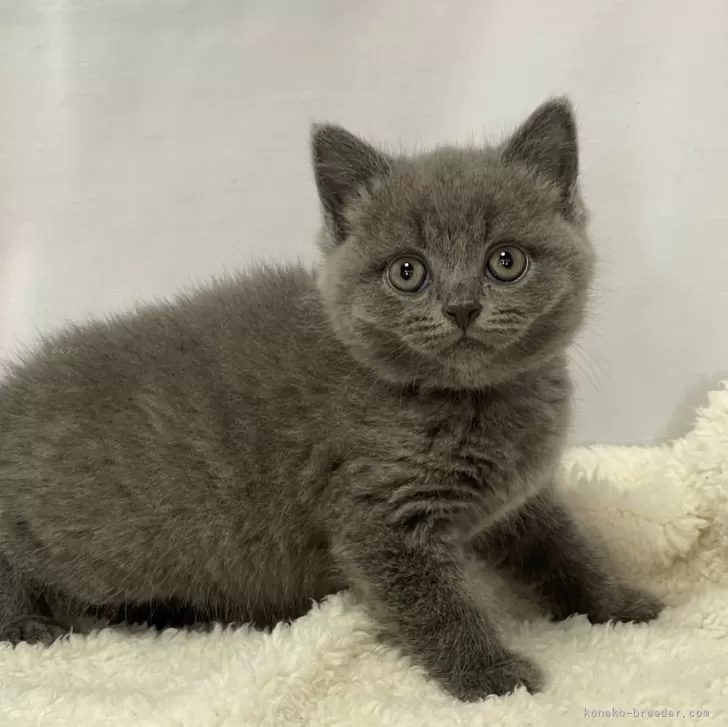 ID:2403-01493の子猫
