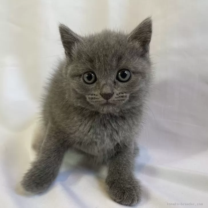ID：2401-01578の子猫