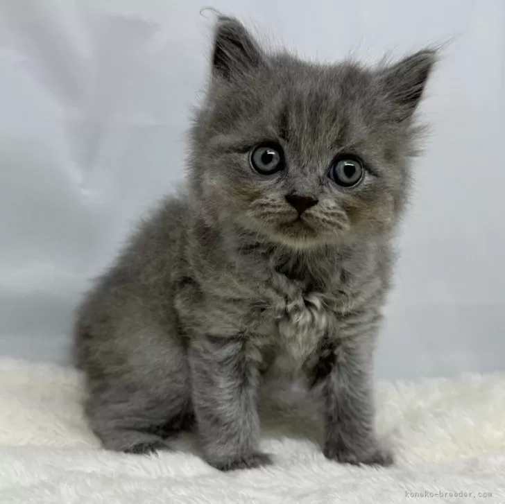 ID：2408-00971の子猫