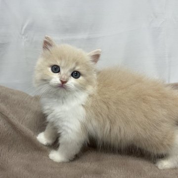 ラガマフィン【神奈川県・女の子・2024年3月20日・クリームタビーホワイト】の写真「パッチリした目とまん丸なお顔の子です！！」