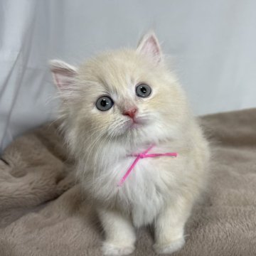 ラガマフィン【神奈川県・男の子・2024年3月20日・クリームタビーホワイト】の写真「おもちゃに反応してよく遊ぶ子です！」