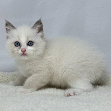 ラグドール【神奈川県・女の子・2024年7月10日・ブルーポイントバイカラー】の写真「写真更新しました！！！」