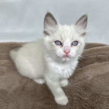 ラグドール【神奈川県・女の子・2024年5月16日・ブルーポイントバイカラー】の写真「写真更新しました！！！！」