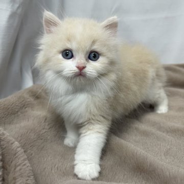 ラガマフィン【神奈川県・男の子・2024年3月20日・クリームタビーホワイト】の写真「まん丸なお顔の白い靴下を履いた子です！」