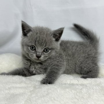 ブリティッシュショートヘア【神奈川県・男の子・2024年6月15日・ブルー】の写真「写真更新しました！！！」