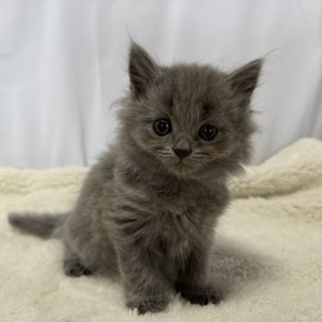 シャルトリュー×ブリティッシュショートヘア【神奈川県・女の子・2024年4月17日・ブルー（ロングヘアー）】の写真「価格とお写真更新しました！！」