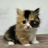 マンチカン(短足)【神奈川県・女の子・2024年5月17日・キャリコ】の写真1