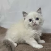 ラグドール【神奈川県・女の子・2024年6月3日・ブルーポイントバイカラー】の写真1