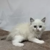 ラグドール【神奈川県・女の子・2024年6月3日・ブルーポイントバイカラー】の写真2