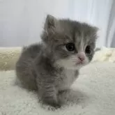 マンチカン(短足)【神奈川県・男の子・2024年5月10日・ブルータビーホワイト】の写真2