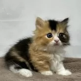 マンチカン(短足)【神奈川県・女の子・2024年5月17日・キャリコ】の写真2