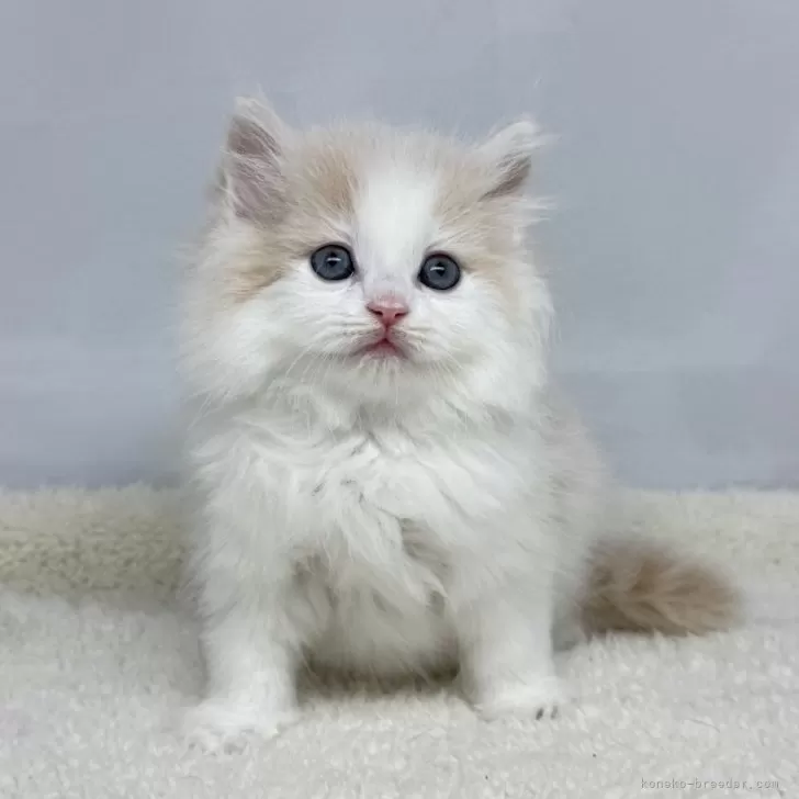 ラガマフィン【神奈川県・男の子・2025年1月21日・クリームタビーホワイト】の写真1