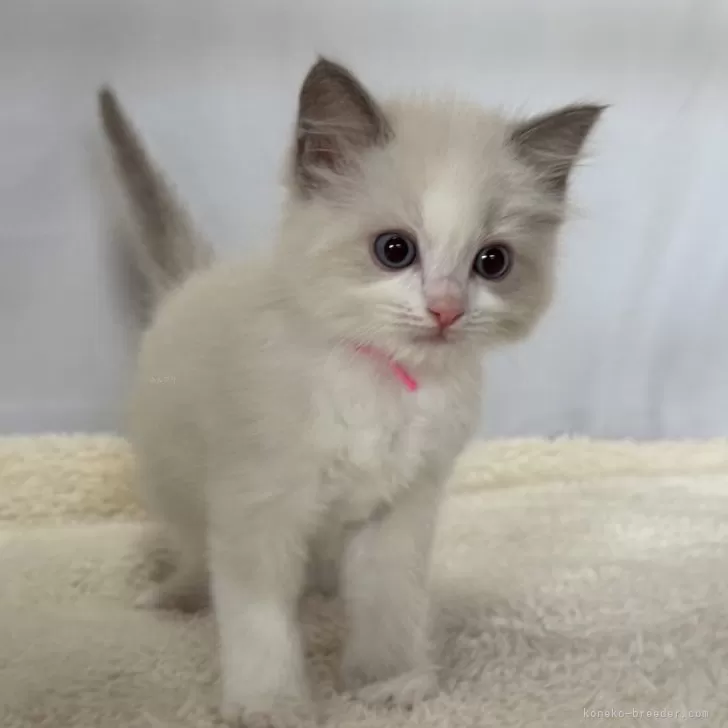 ID:2501-00373の子猫