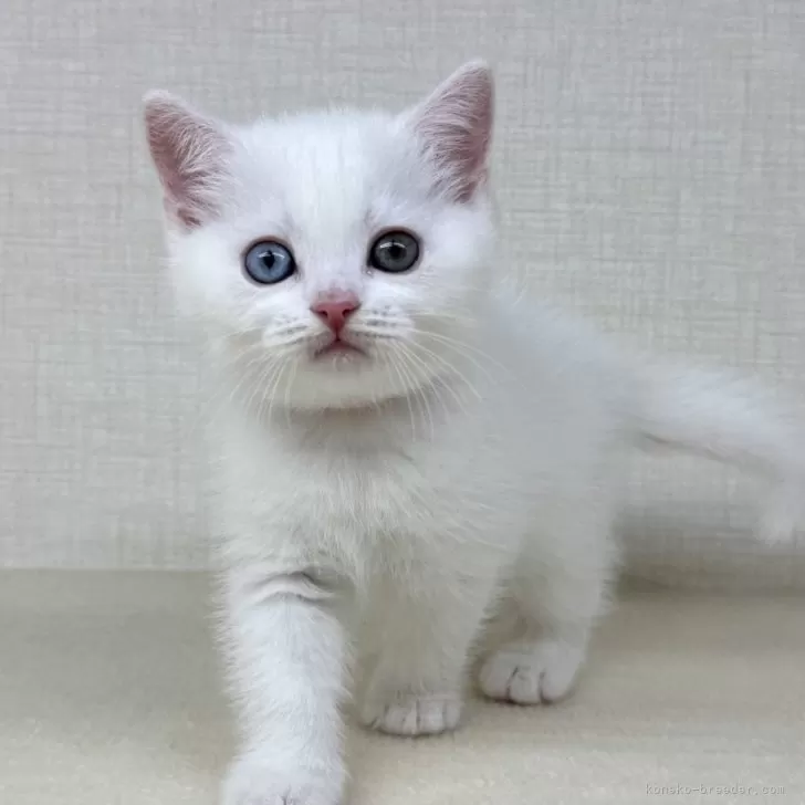 ID：2508-03160の子猫