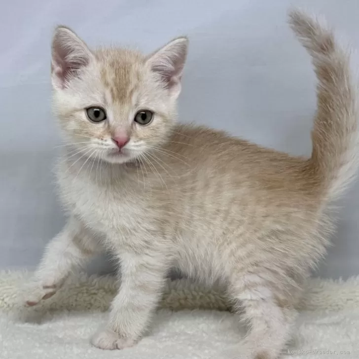 ID：2505-02269の子猫