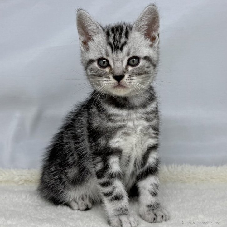 ねこ子 子猫の詳細情報 (千葉県/2025年5月27日生まれ/男の子/シルバー
