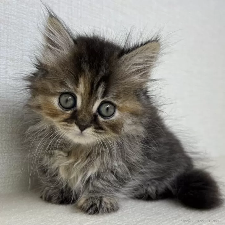 ID:2509-01448の子猫