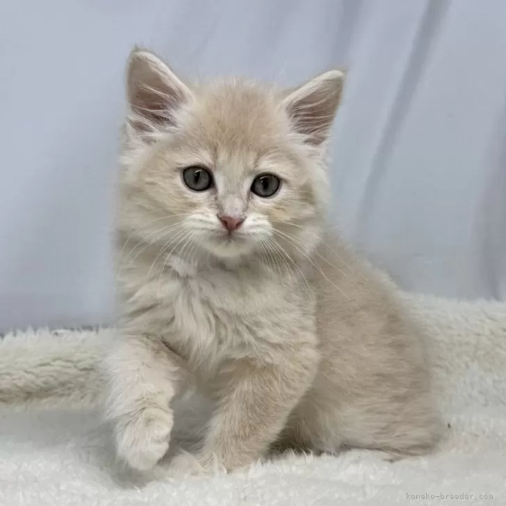 ID：2502-00451の子猫