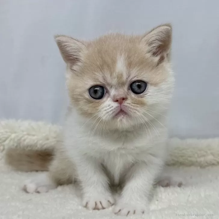 ID：2503-00825の子猫