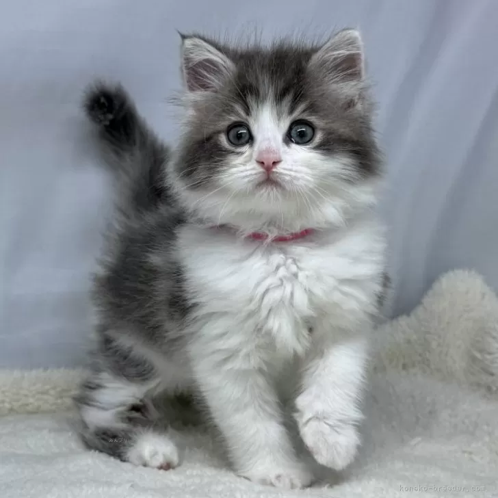 ID:2505-02260の子猫