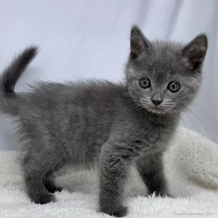 ID:2412-00299の子猫