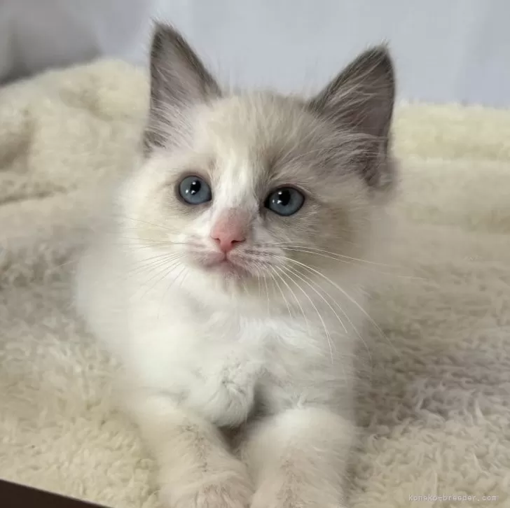 ID:2501-00367の子猫