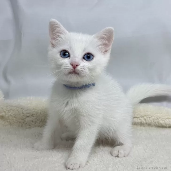 ID：2504-01162の子猫