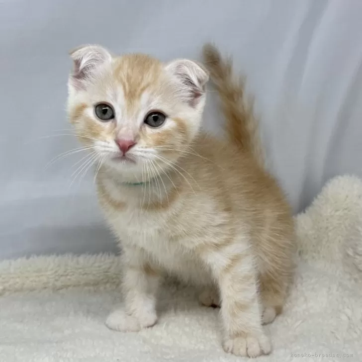 ID:2505-02267の子猫