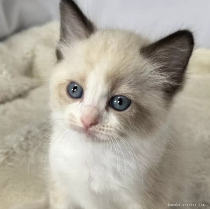 ID:2501-00364の子猫