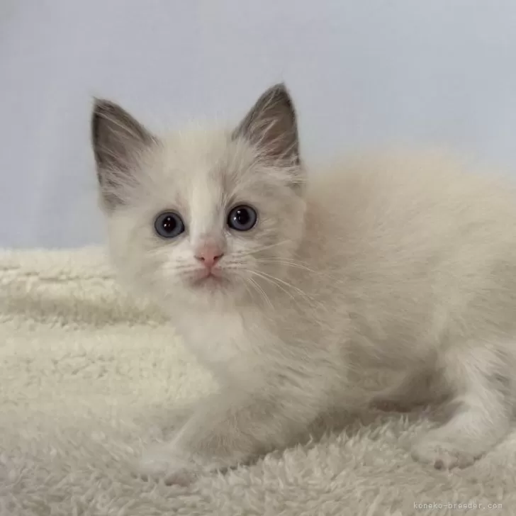 ID:2501-00374の子猫