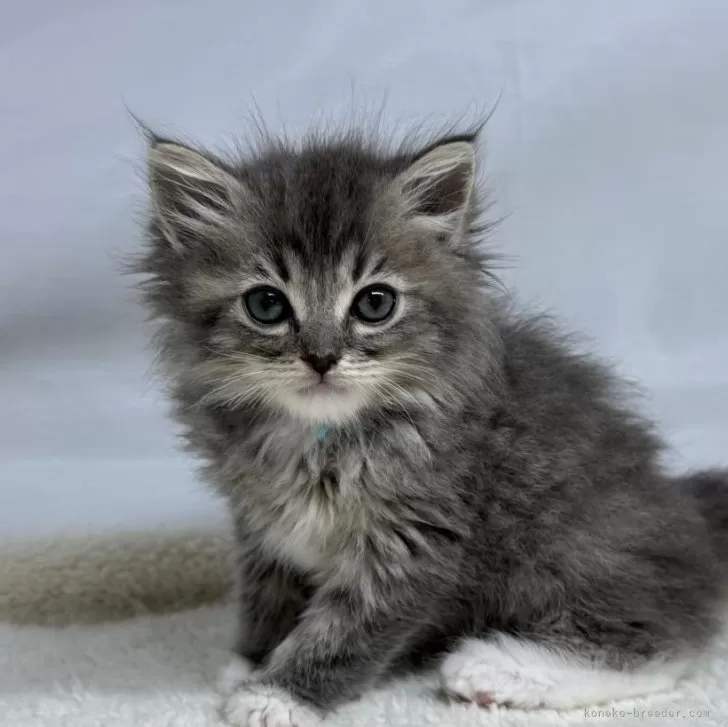 ID：2505-02258の子猫