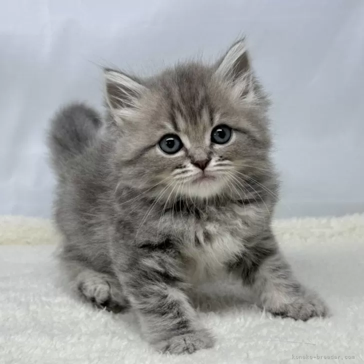 ID：2504-02385の子猫