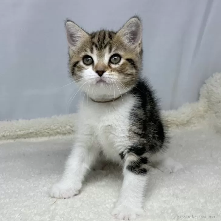 ID：2502-02193の子猫