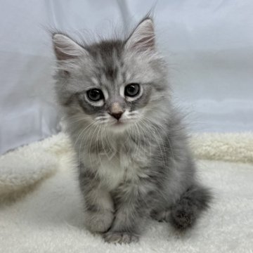 マンチカン(長足)【神奈川県・女の子・2025年2月14日・ブルータビー（ロングヘアー）】の写真「可愛らしい性格で綺麗な毛色です！！」