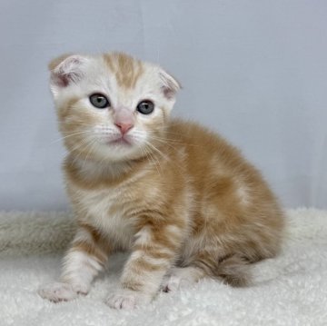 ラガマフィン×スコティッシュフォールド【神奈川県・女の子・2025年1月4日・レッドタビー（ショートヘアー）】の写真「1週間後に写真更新します！！」