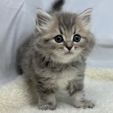 マンチカン(長足)【神奈川県・男の子・2025年3月2日・ブルータビー（ロングヘアー）】の写真「ふわふわのロングヘアーの子です」