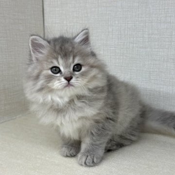 ラガマフィン【神奈川県・女の子・2025年5月31日・ブルーパッチドタビー】の写真「とても毛量のあるモフモフな子です！！」