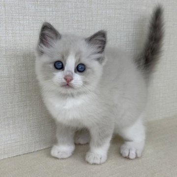 ラグドール【神奈川県・男の子・2025年7月9日・ブルーポイントバイカラー】の写真「お顔に綺麗なハチワレがはいっている子です」