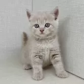 ブリティッシュショートヘア