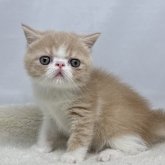 エキゾチックショートヘア