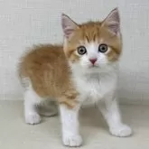 マンチカン(長足)