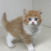 マンチカン(長足)