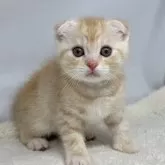 スコティッシュフォールド(折れ耳)