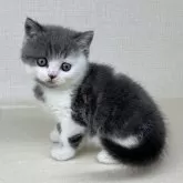 ブリティッシュショートヘア