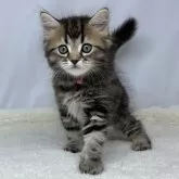 マンチカン(長足)【神奈川県・男の子・2025年1月8日・ブラウンタビー】の写真1