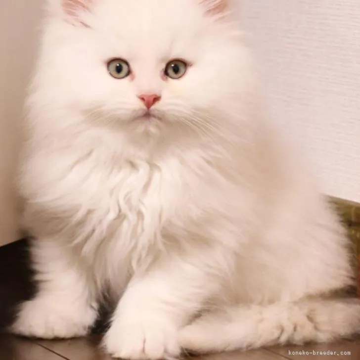 ID：2212-01201の子猫