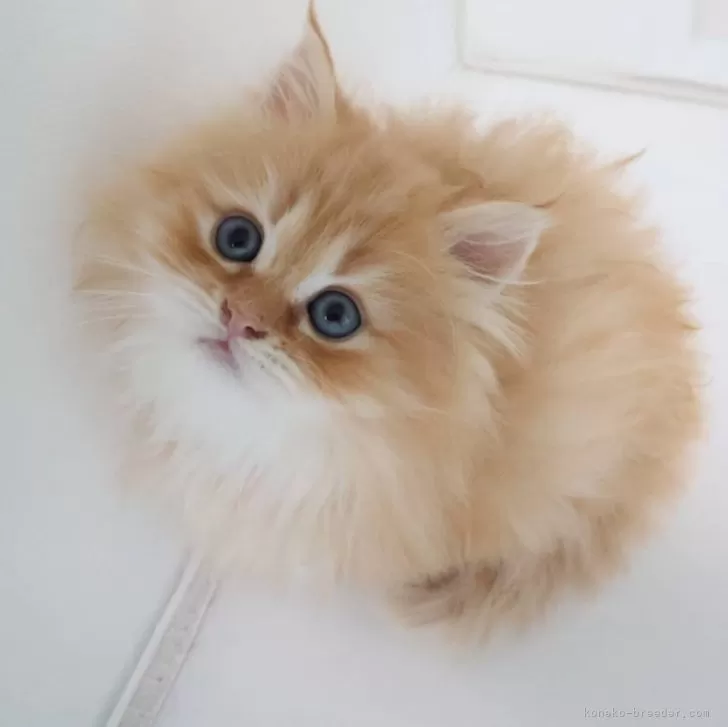 ID：2503-02320の子猫