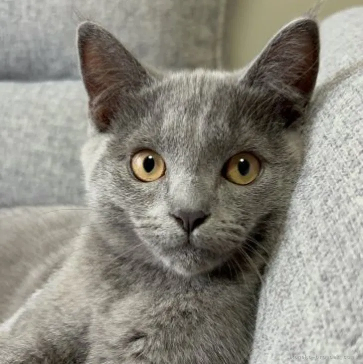 ID：2306-00603の子猫